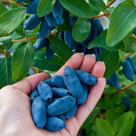 Zemolez kamčatský - AURORA