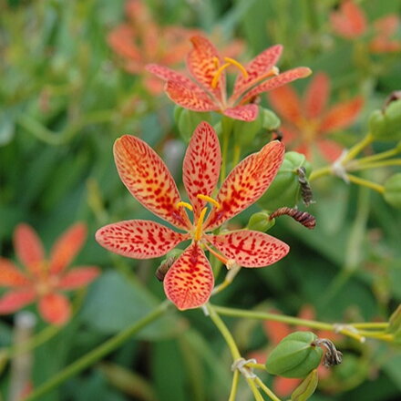 Angínovník čínsky - Belamcanda chinensis