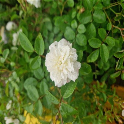 Biela stromčeková ruža