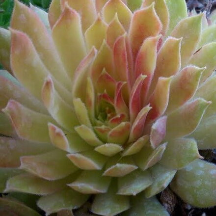 Sempervivum Pacific Blazing Star