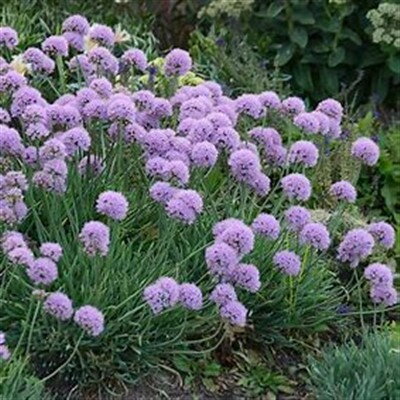 Allium senescens Blue Eddy