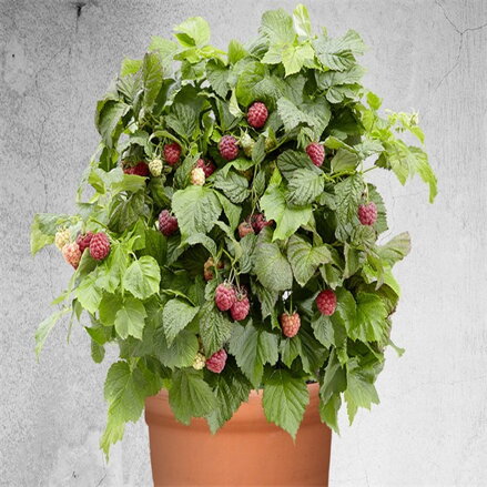 Malina BONBONBERRY®YUMMY
