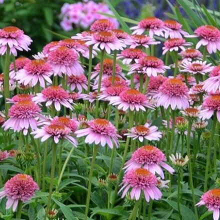 Echinacea purpurea Butterfly Kisses