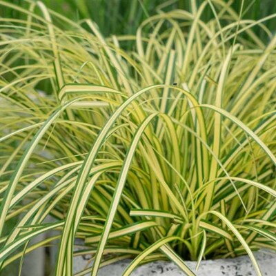 Carex Eversheen