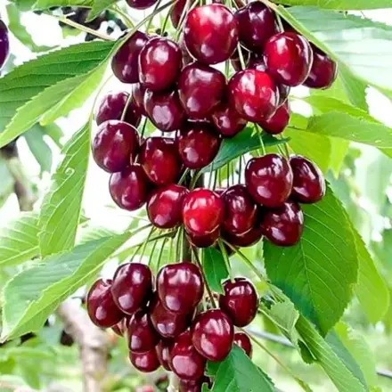 Čerešňa stĺpovitá ČERVENÁ (skorá)