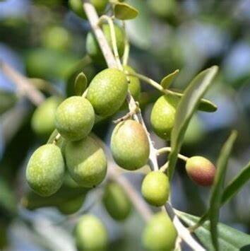Olea europea - CHALKIDIKI
