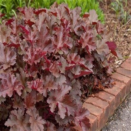 Heuchera Chocolate Ruffles®