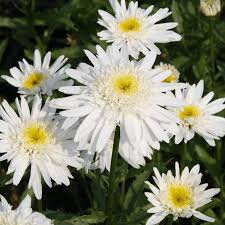 Leucanthemum "Christine Hagemann"