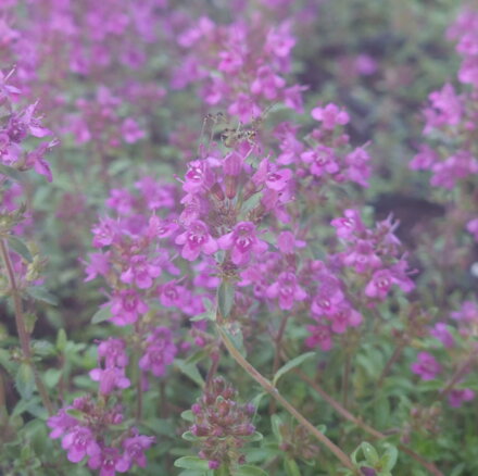 Thymus serpyllum Purple Beauty