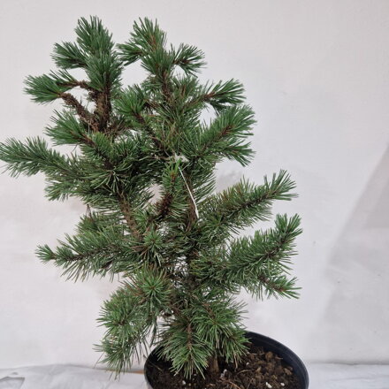 Pinus aristata SILVER BOY