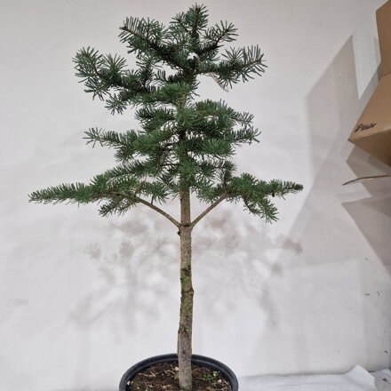 Abies lasiocarpa MULLIGAN´S DWARF