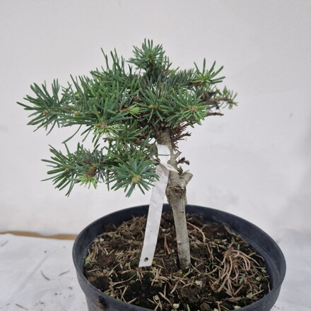 Abies concolor HYBRID SPIDER