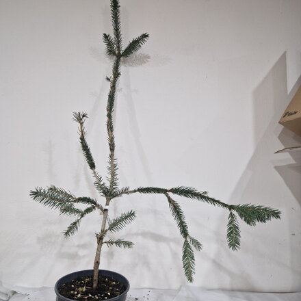 Picea abies VIRGATA AUREA