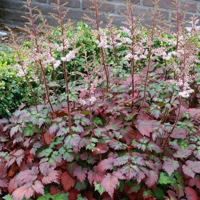 Astilbe "Color Flash"