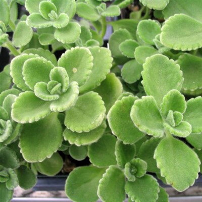 Nádchovník - Plectranthus amboinicus