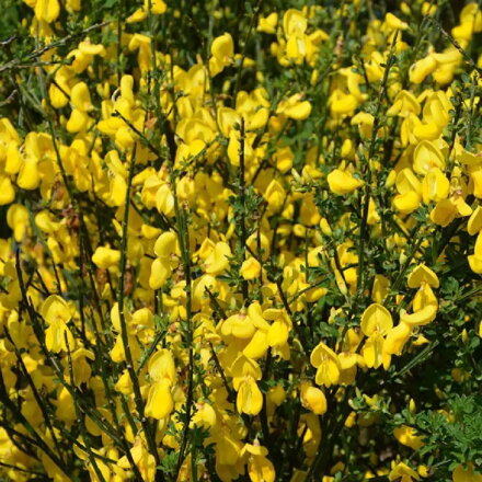 Cytisus praecox - ALLGOLD