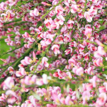 Cytisus praecox - MOYCLARE PINK