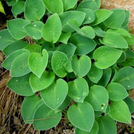 Hosta minima