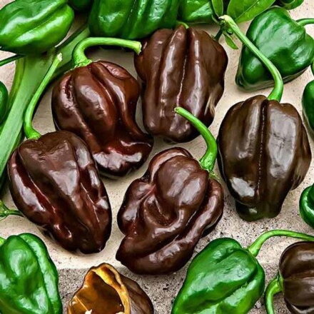 Habanero CHOCOLATE