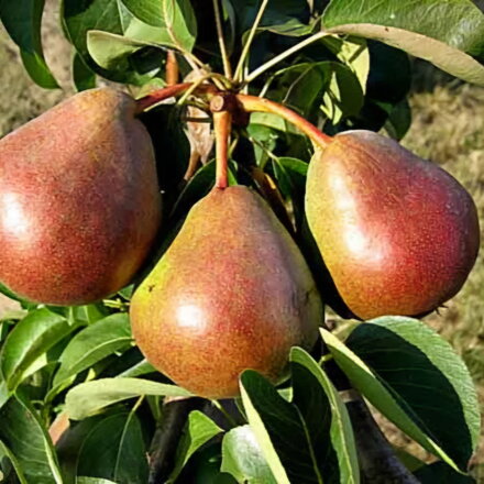 Stĺpovitá hruška DECORA (skorá zimná)