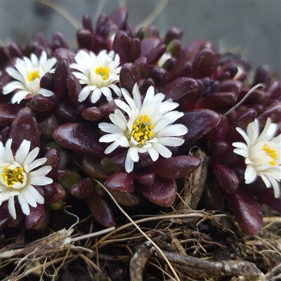 Delosperma alpinum