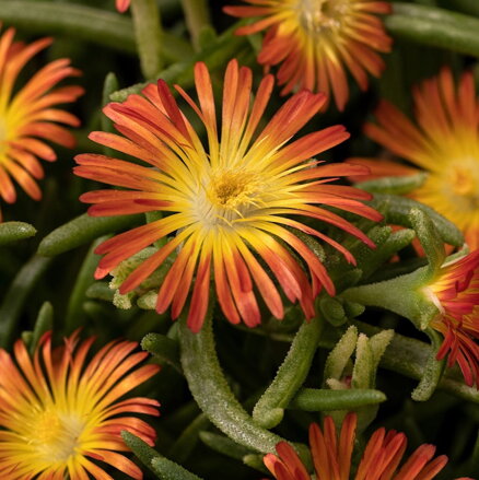 Delosperma cooperi DELMARA "Orange"