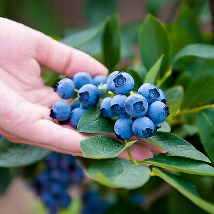 Čučoriedka kanadská DENISE BLUE