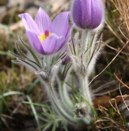 Pulsatilla "PINWHEEL BLUE VIOLET SHADES"