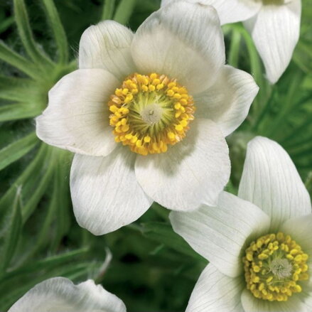 Pulsatilla "PINWHEEL WHITE"