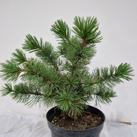 Pinus aristata VANC GOLD