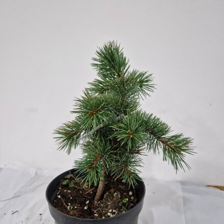 Pinus aristata VLČKOV