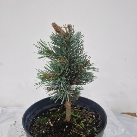 Pinus longaeva 'Rockford'