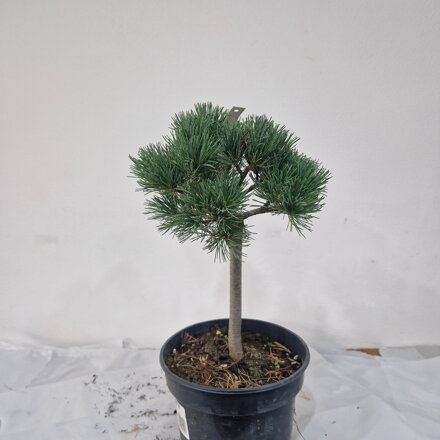 Pinus parviflora GEMSTONE