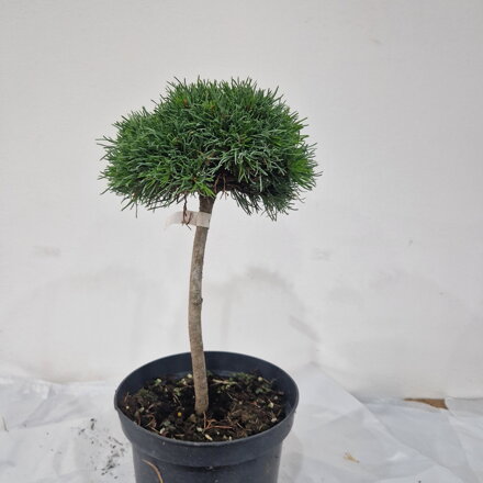Pinus pseudopumilio NALEZENÝ
