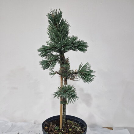 Pinus aristata SILVER WONDER