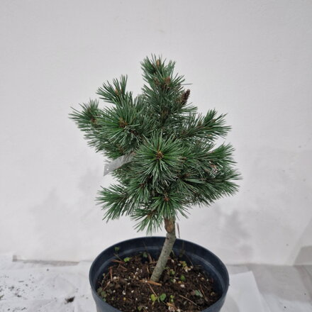 Pinus aristata 'Sherwood Compact'