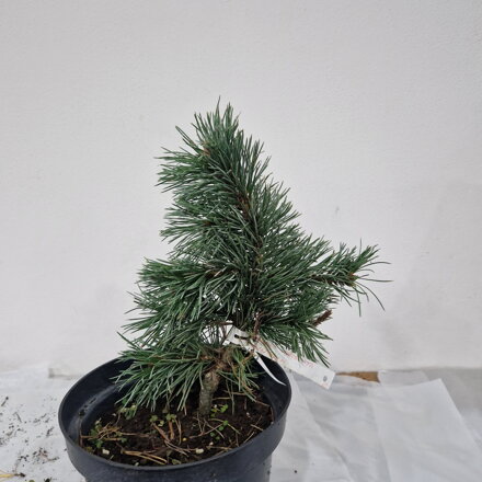 Pinus aristata LINCOLN