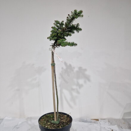 Abies balsamea STAGE COACH