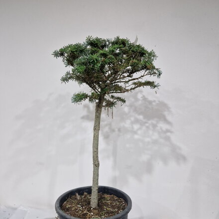 Abies koreana 'BRILLANT'