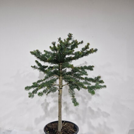 abies nordmanniana EQUITR FRANKIE