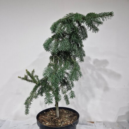 Abies nordmanniana AUREA