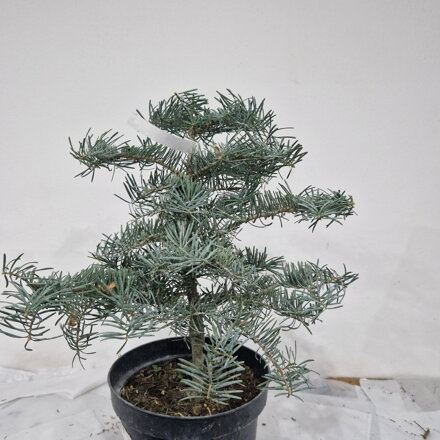 Abies concolor ARCHER´S DWARF