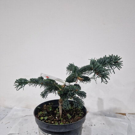 Abies veitchii PENDULA