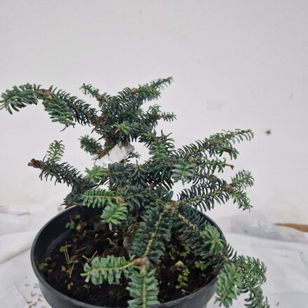 Abies balsamea KIWI