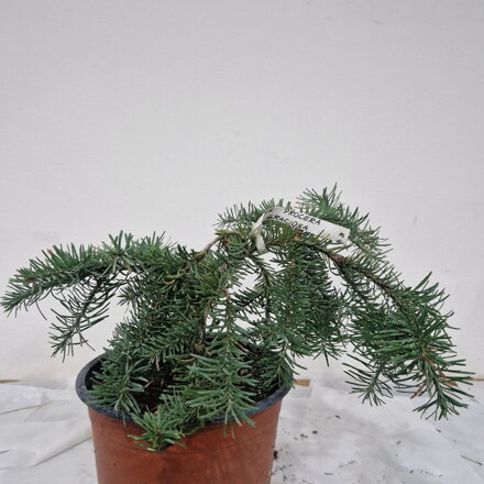 Abies procera LA GRACIOSA