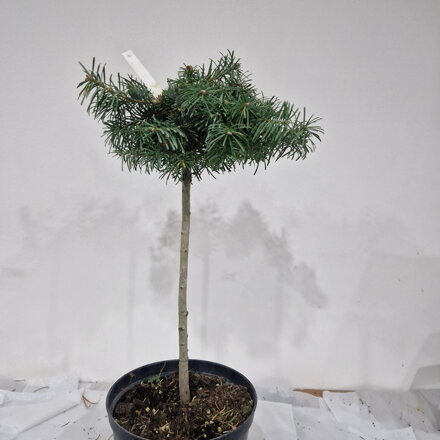 Abies lasiocarpa GRIZ