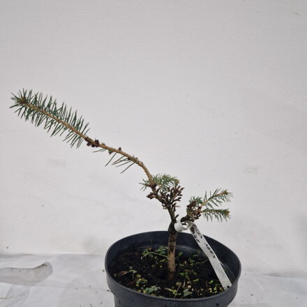 Picea abies HAGE