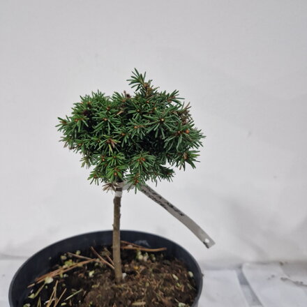 Picea abies WICHTEL