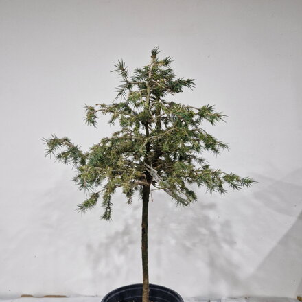 Picea abies GOLD DUST