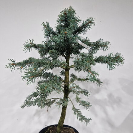 Picea pungens WHITE GHOST